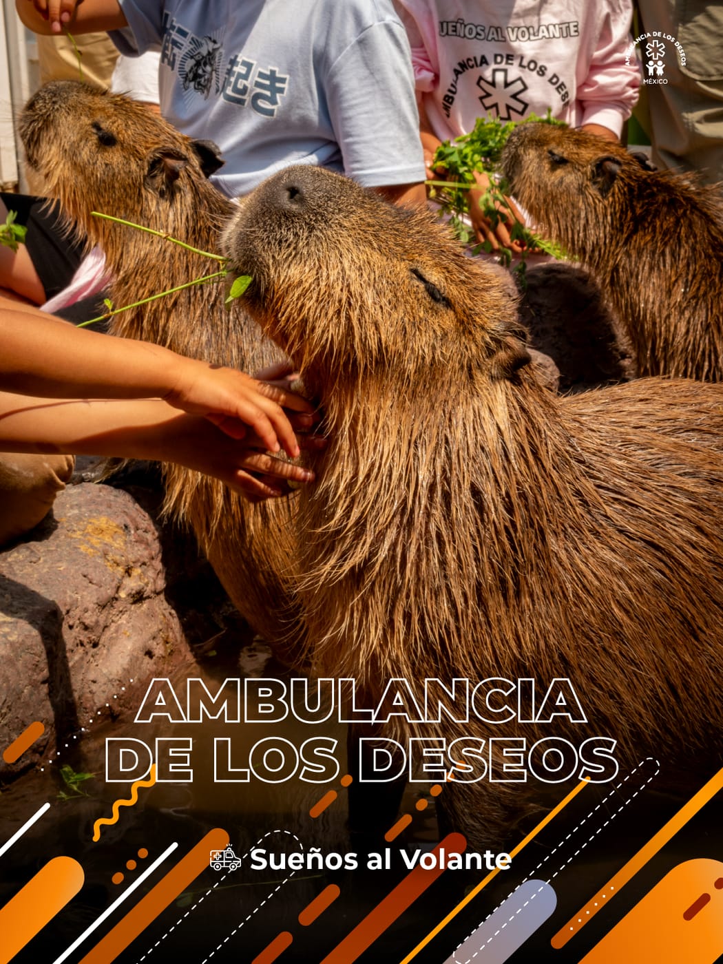 El sueño de 17 niños del DIF con Bárbara de Regil y Granja Las Américas — fotografía 12