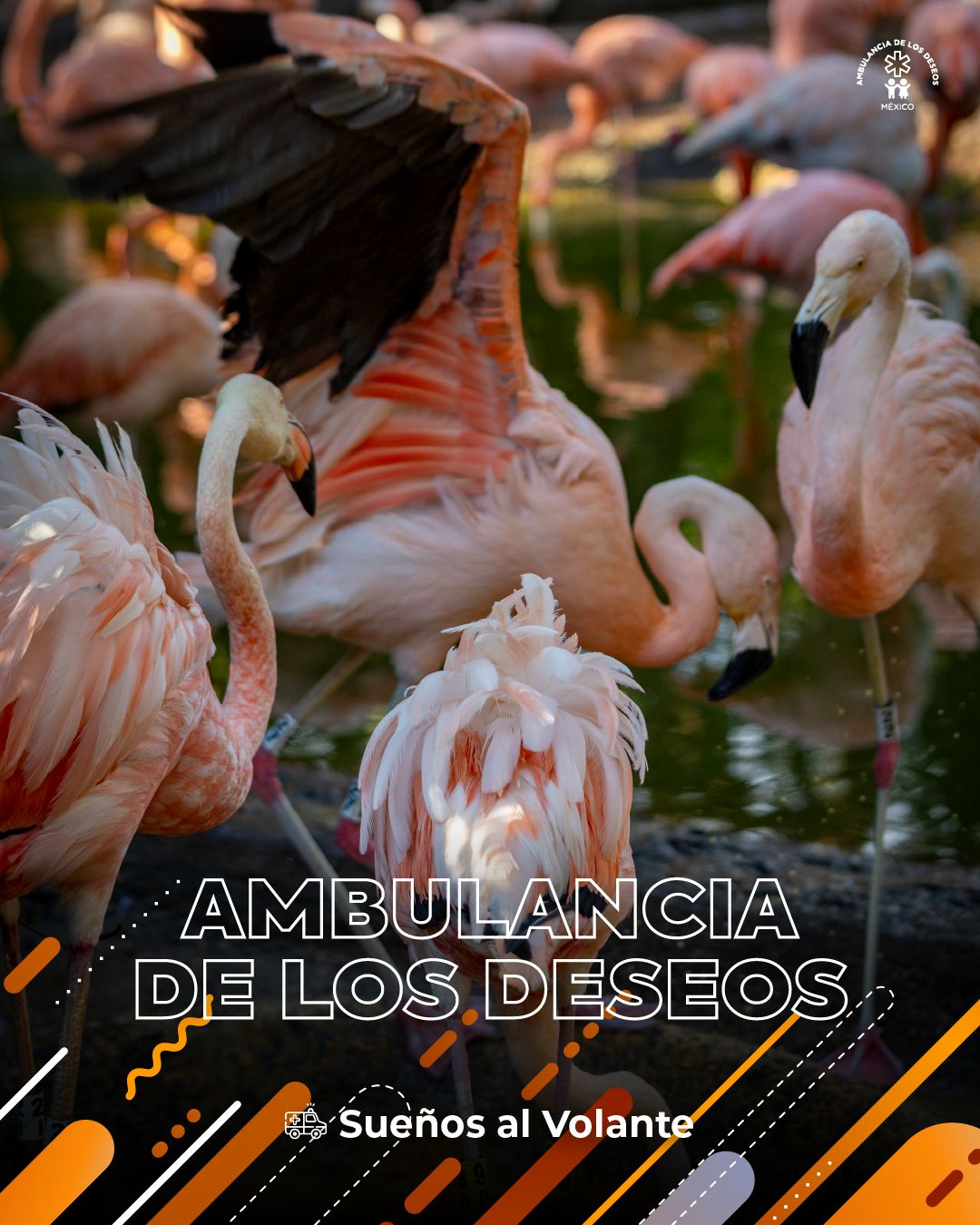 Fundación Ambulancia de los Deseos llega a Puebla — fotografía 3