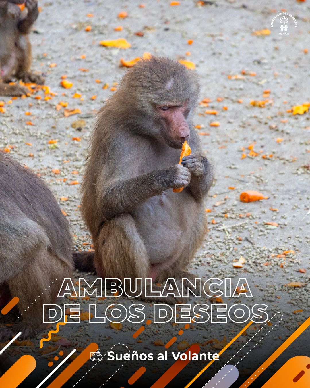 Fundación Ambulancia de los Deseos llega a Puebla — fotografía 7